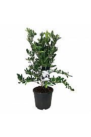 Magnolia stellata C30 Lit. 80-100 cm extra