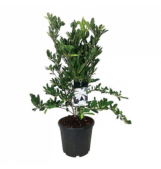 Magnolia stellata C30 Lit. 80-100 cm extra