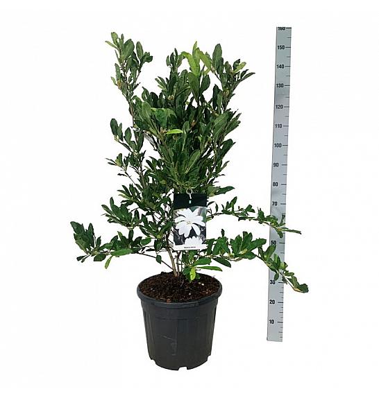 Magnolia stellata C30 Lit. 80-100 cm extra