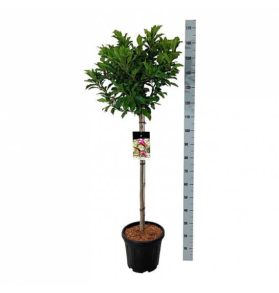 Magnolia Susan C15 Lit. Na steblu 80 cm