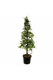 Metasequoia glyptostroboides Amber Glow PBR C55 Lit. 200-225 cm extra