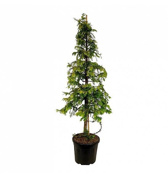 Metasequoia glyptostroboides Amber Glow PBR C55 Lit. 200-225 cm extra