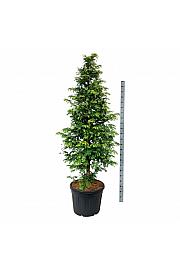 Metasequoia glyptostroboides Amber Glow PBR C90 Lit. 200-225 cm extra