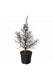 Metasequoia glyptostroboides Daweswood Tawny Fleece C55 Lit. 100-125 cm extra