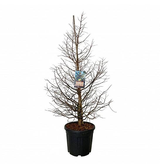 Metasequoia glyptostroboides Daweswood Tawny Fleece C55 Lit. 150-175 cm extra