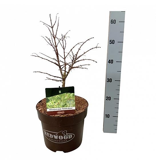Metasequoia glyptostroboides Hamlets Broom C7,5 Lit. 30-40 cm