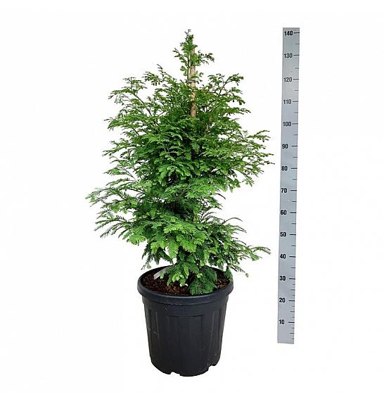 Metasequoia glyptostroboides Hamlets Broom C30 Lit. 80-100 cm extra
