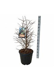 Metasequoia glyptostroboides Schirrmann's Nordlicht C30 Lit. 80-100 cm extra