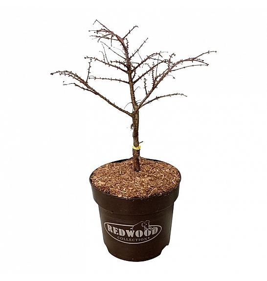 Metasequoia glyptostroboides Miss Grace C7,5 Lit. 30-40 cm