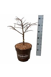 Metasequoia glyptostroboides Miss Grace C7,5 Lit. 30-40 cm