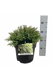 Microbiota decussata Fuzzball C7 Lit. 30-40 cm