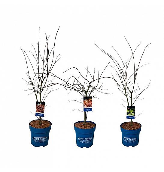 Acer JACK FROST® MIX C15 Lit. 125-150 cm