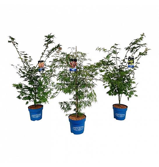 Acer JACK FROST® MIX C15 Lit. 125-150 cm