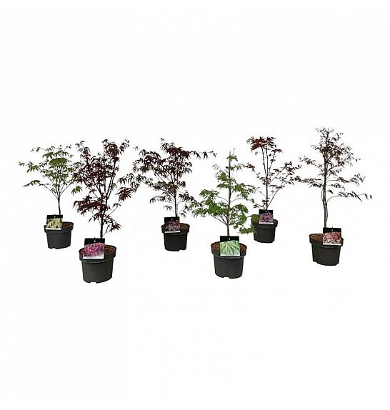 Iglavci Mix C7 Lit. 30-40 cm