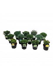 Iglavci ekskluzivni Mix C4 Lit. 25-30 cm