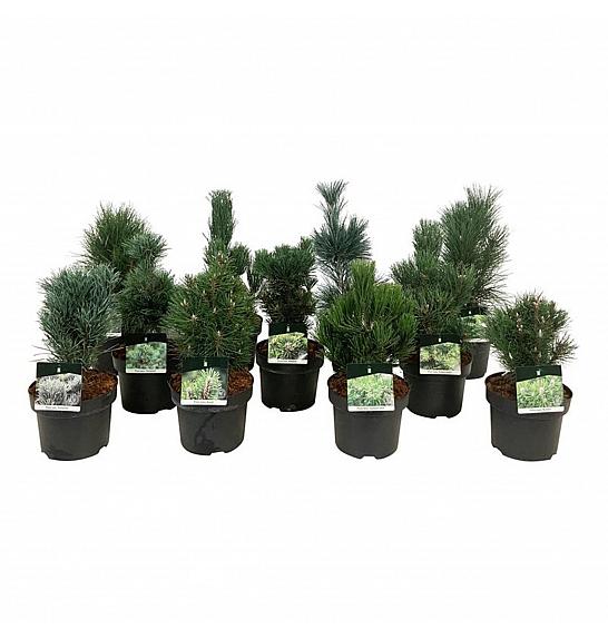 Iglavci ekskluzivni Mix C4 Lit. 30-40 cm