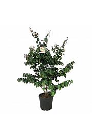 Parrotia persica C30 Lit. 100-125 cm extra