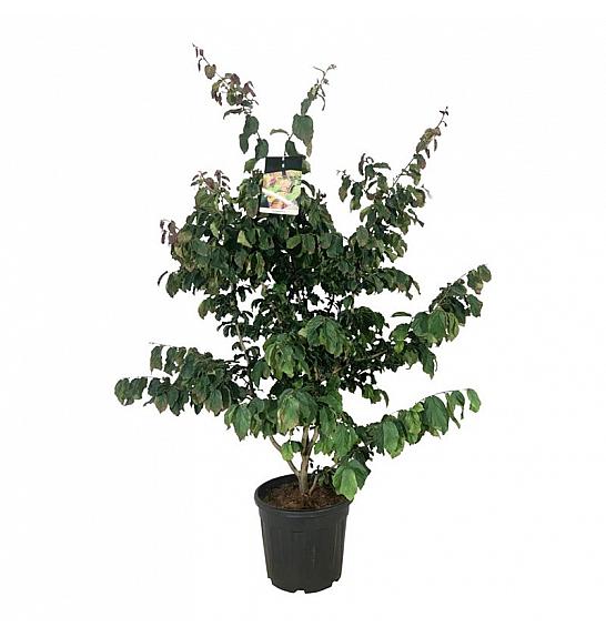 Parrotia persica C30 Lit. 100-125 cm extra