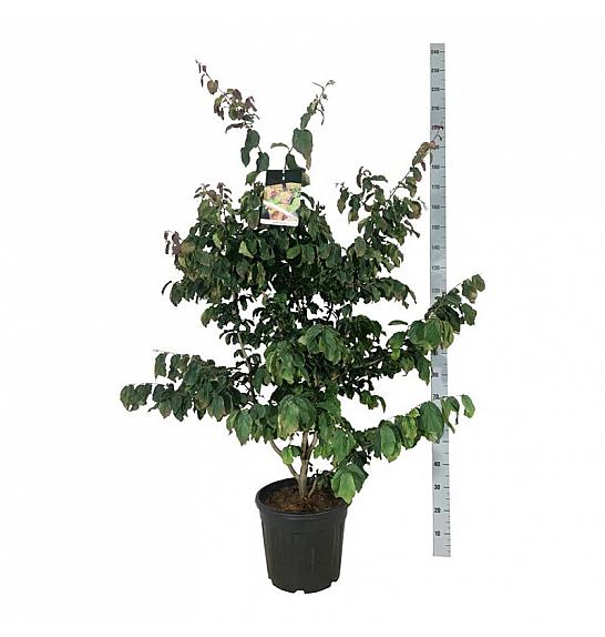 Parrotia persica C30 Lit. 100-125 cm extra