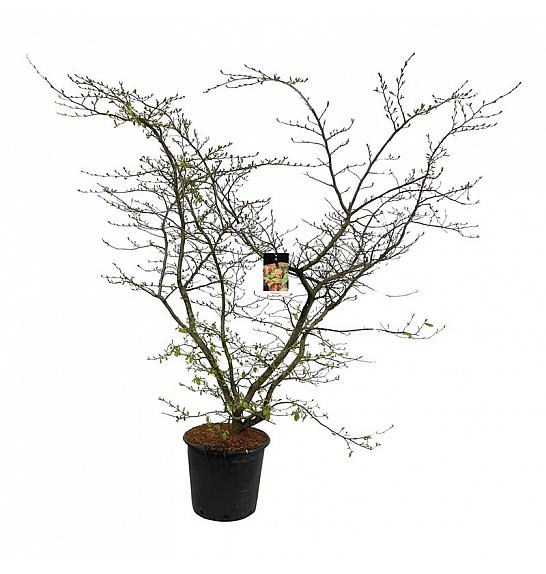 Parrotia persica C55 Lit. 150-175 cm extra