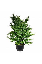 Parrotia persica C500 Lit. 300-350 cm; Soliter