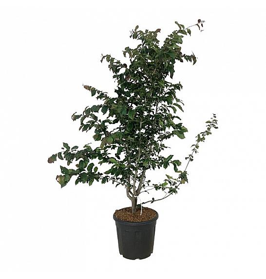 Parrotia persica Bella C30 Lit. 125-150 cm extra