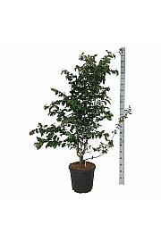 Parrotia persica Bella C30 Lit. 125-150 cm extra