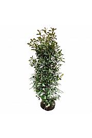 Photinia fraseri Red Robin bala 150-175 cm extra