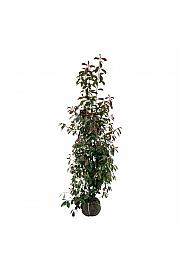 Photinia fraseri Red Robin bala 175-200 cm extra