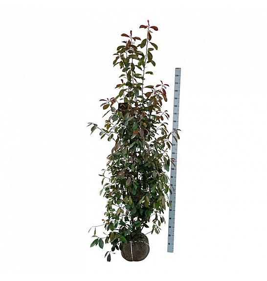Photinia fraseri Red Robin bala 175-200 cm extra