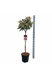 Photinia serratifolia Pink Crispy ® C15 Lit. Na steblu 80 cm