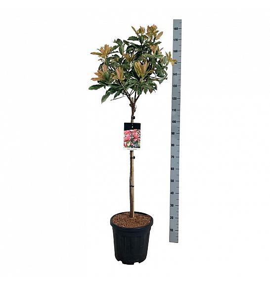 Photinia serratifolia Pink Crispy ® C15 Lit. Na steblu 80 cm