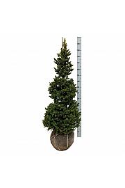 Picea abies Wills Zwerg bala 100-125 cm extra