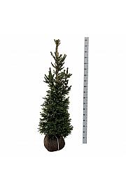 Picea abies Wills Zwerg bala 125-150 cm extra
