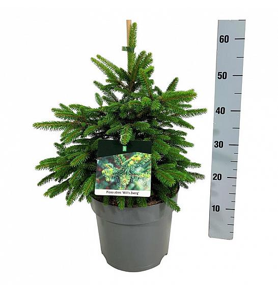 Picea abies Wills Zwerg C7,5 Lit. 40-50 cm