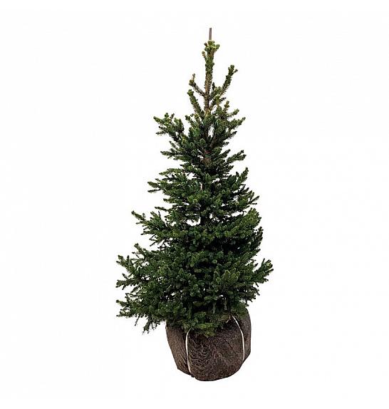 Picea abies Wills Zwerg bala 80-100 cm extra