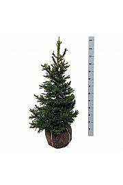 Picea abies Wills Zwerg bala 80-100 cm extra