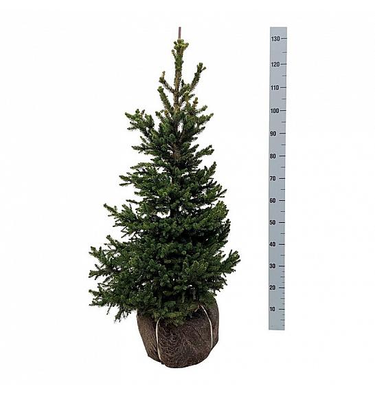 Picea abies Wills Zwerg bala 80-100 cm extra