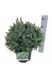 Picea omorika Nana C7,5 Lit. 30-40 cm