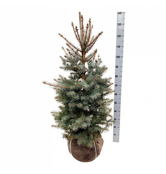 Picea pungens Edith bala 80-100 cm extra