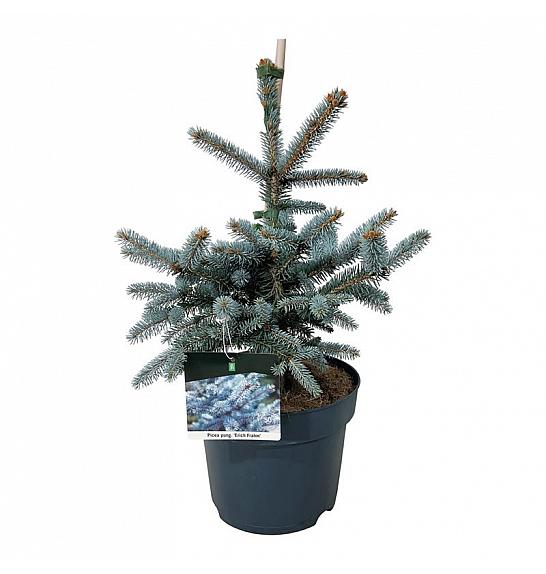 Picea pungens Erich Frahm C7,5 Lit. 40-50 cm