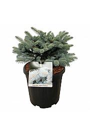 Picea pungens Glauca Globosa C15 Lit. 30-40 cm
