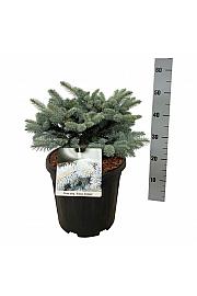 Picea pungens Glauca Globosa C15 Lit. 30-40 cm