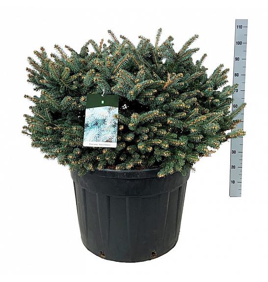 Picea pungens Glauca Globosa C130 Lit. 80-100 cm