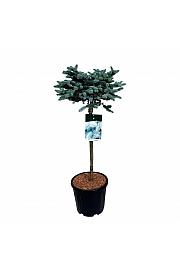 Picea pungens Glauca Globosa C15 Lit. Na steblu 60 cm; Krošnja 50/60 cm