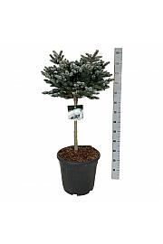 Picea pungens Glauca Globosa C30 Lit. Na steblu 60 cm; Krošnja 50/60 cm