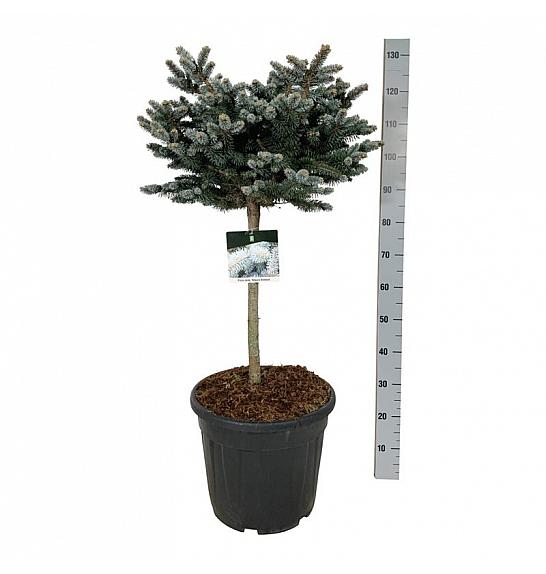Picea pungens Glauca Globosa C30 Lit. Na steblu 60 cm; Krošnja 50/60 cm