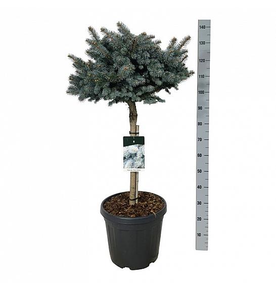 Picea pungens Glauca Globosa C30 Lit. Na steblu 60 cm; Krošnja 60/70 cm