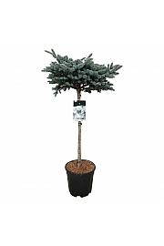 Picea pungens Glauca Globosa C15 Lit. Na steblu 80 cm; Krošnja 40/50 cm