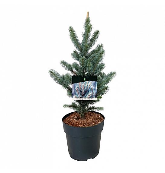 Picea pungens Iseli Fastigiate C7,5 Lit. 40-50 cm